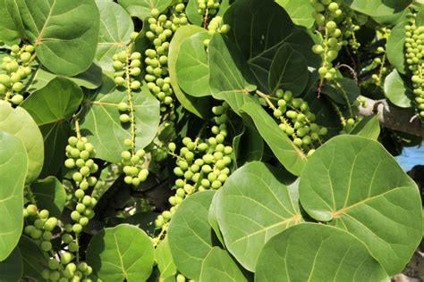 10+ Sea Grapes Secrets For Florida Beachcombers