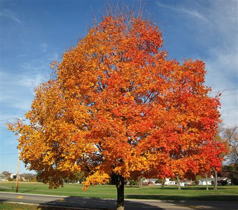 10 Sugar Maple Tree Tips For Better Harvest