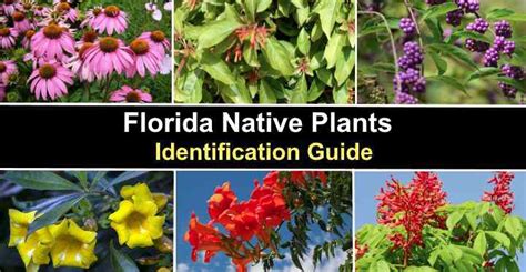 10+ Tree Id Secrets For Floridian Landscapes