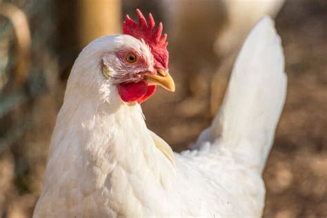 10+ Ways To Extend Leghorn Chicken Lifespan