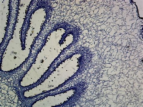 12 Coprinus Hyphae Insights Revealed