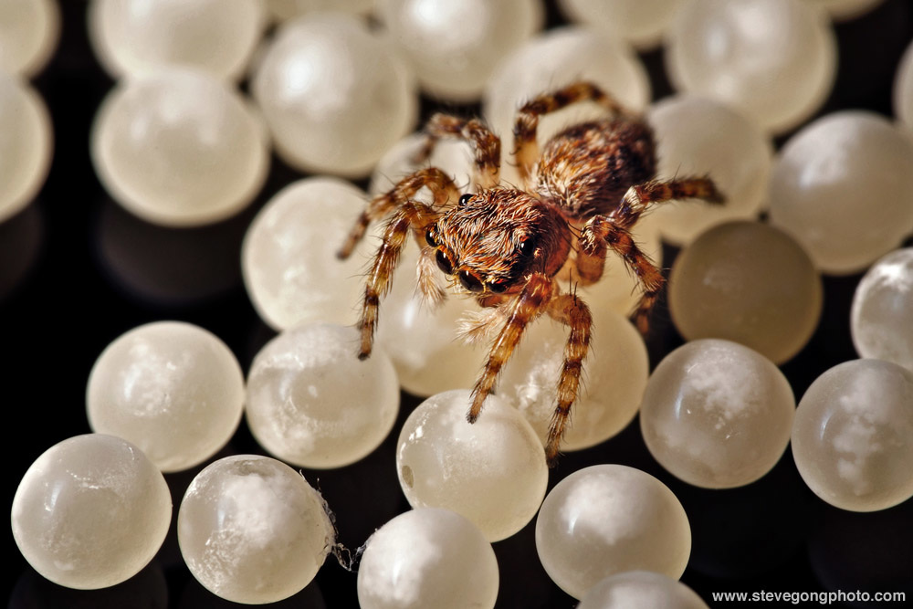 12 Jumping Spider Eggs Secrets Revealed