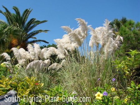 12+ Mugwort Florida Gardening Tips