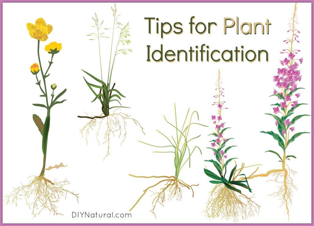 12+ Poisonous Plant Identification Tips