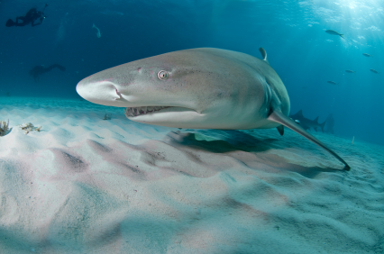 12 Shark Sleep Facts That Reveal Hidden Secrets