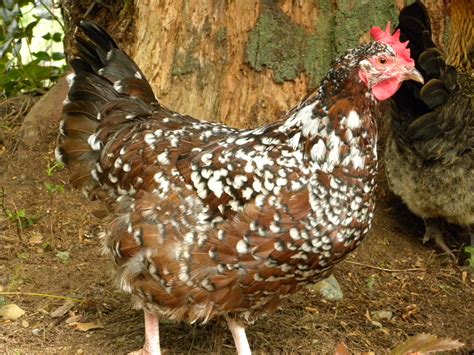 15 Most Famous Heritage Breeds Of Chickens The Poultry Guide