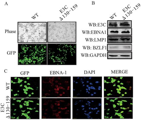 293T Stable Expression Cellline