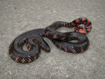 7 Red Bellied Mud Snake Secrets Revealed