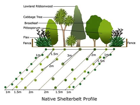 9 Shelter Belts Ideas Garden Design Privacy Landscaping Privacy Trees