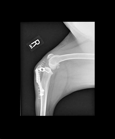 Acl Tear In Dogs Treatment Non Surgical Alternatives For Dogs With