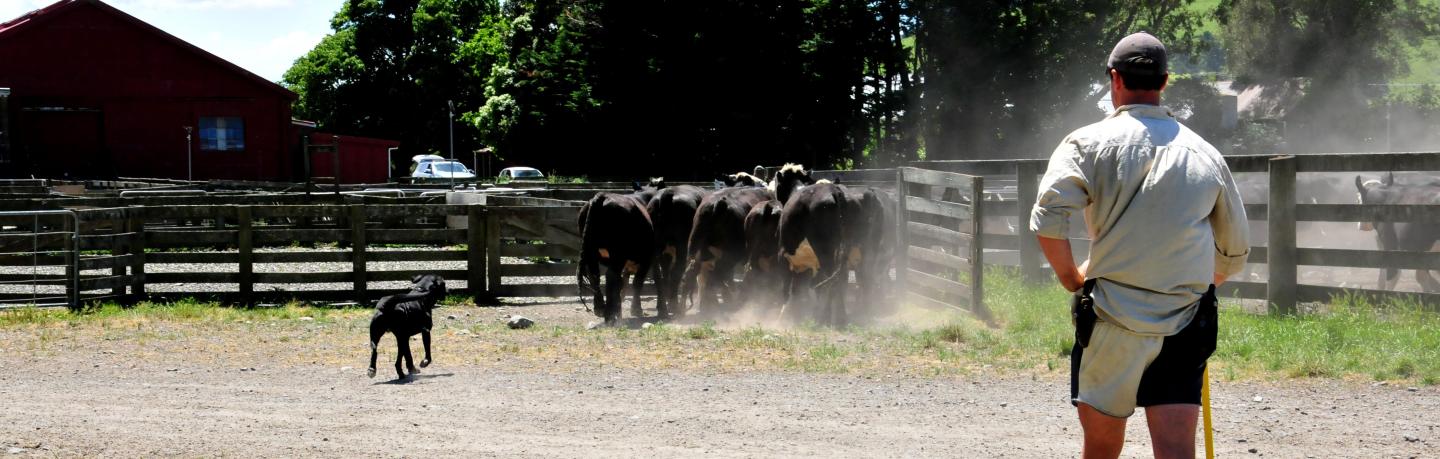 Age Of Calf Weaning: Optimize Growth Rates