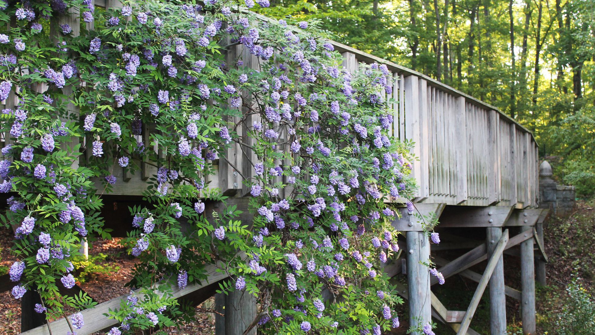 Athens Georgia Botanical Gardens