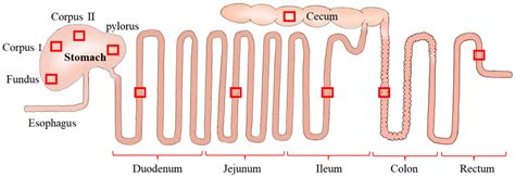 Avian Digestive System Capacity