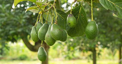 Avocado Tree Florida: Grow Delicious Fruit Easily