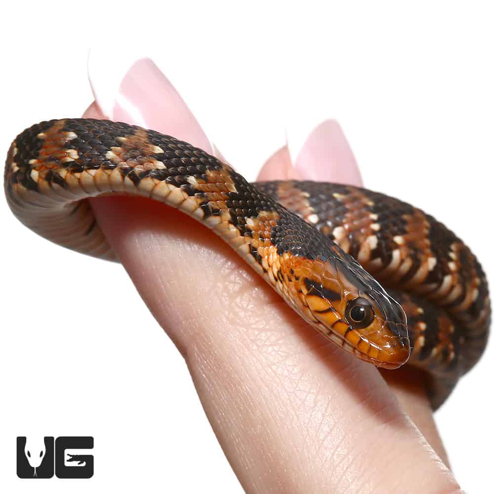 Baby Banded Water Snakes For Sale Underground Reptiles