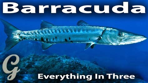 Barracuda: Top Predators Revealed