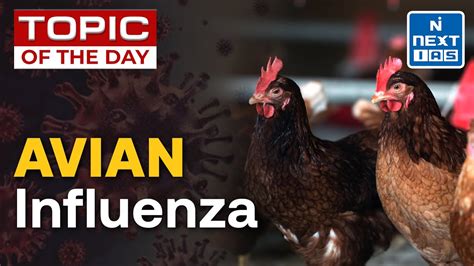 Bird Flu H5n1 Outbreak In The Usa What Is Avian Influenza Upsc