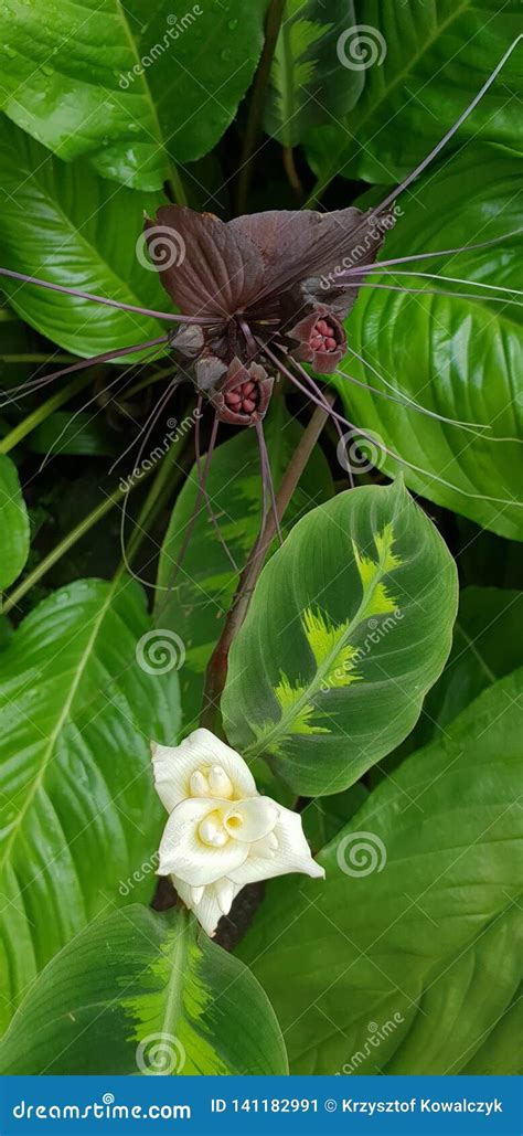 Black Bat Flower Tacca Chantrieri Stock Photo Image Of Spring