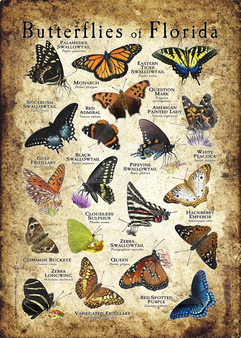 Butterflies Of Florida