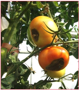 Calcium Deficiency In Tomato Plants