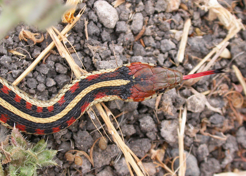 California Red Sided Garter Snake Colorful Subspecies