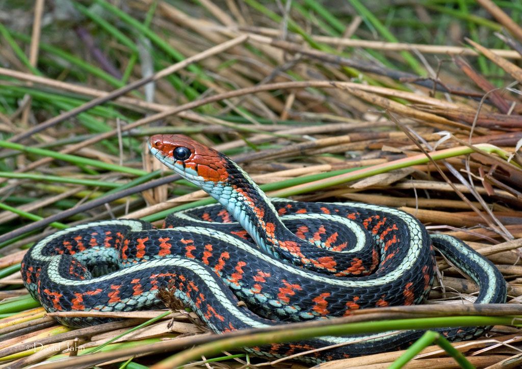 California Red Sided Garter Snake Thamnophis Sirtalis Infernalis