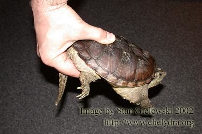 Chelydra Org Snapping Turtle Handling