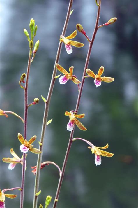 Chinese Crown Orchid