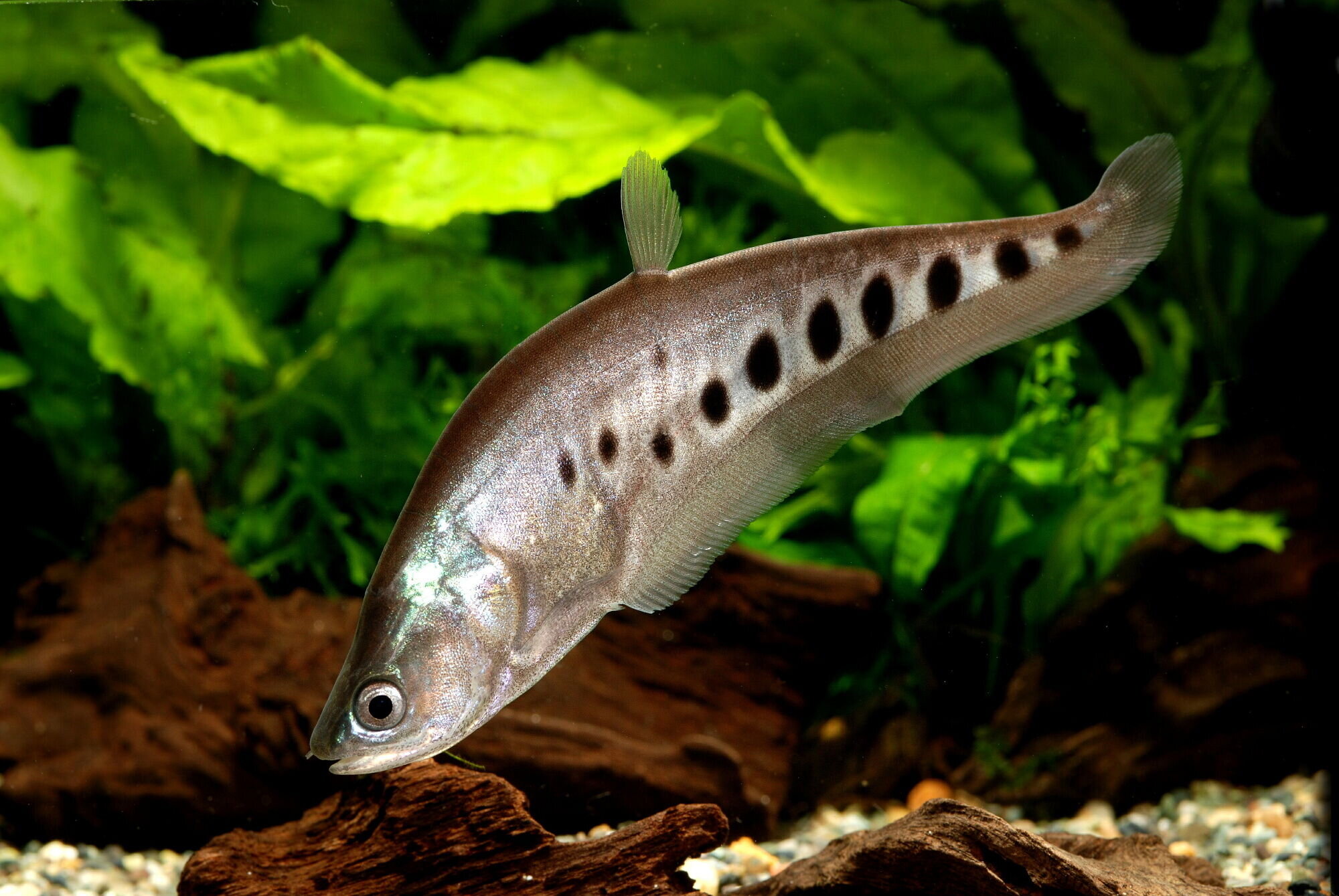 Clown Knife Fish 1 Nutritional Needs You Must Know