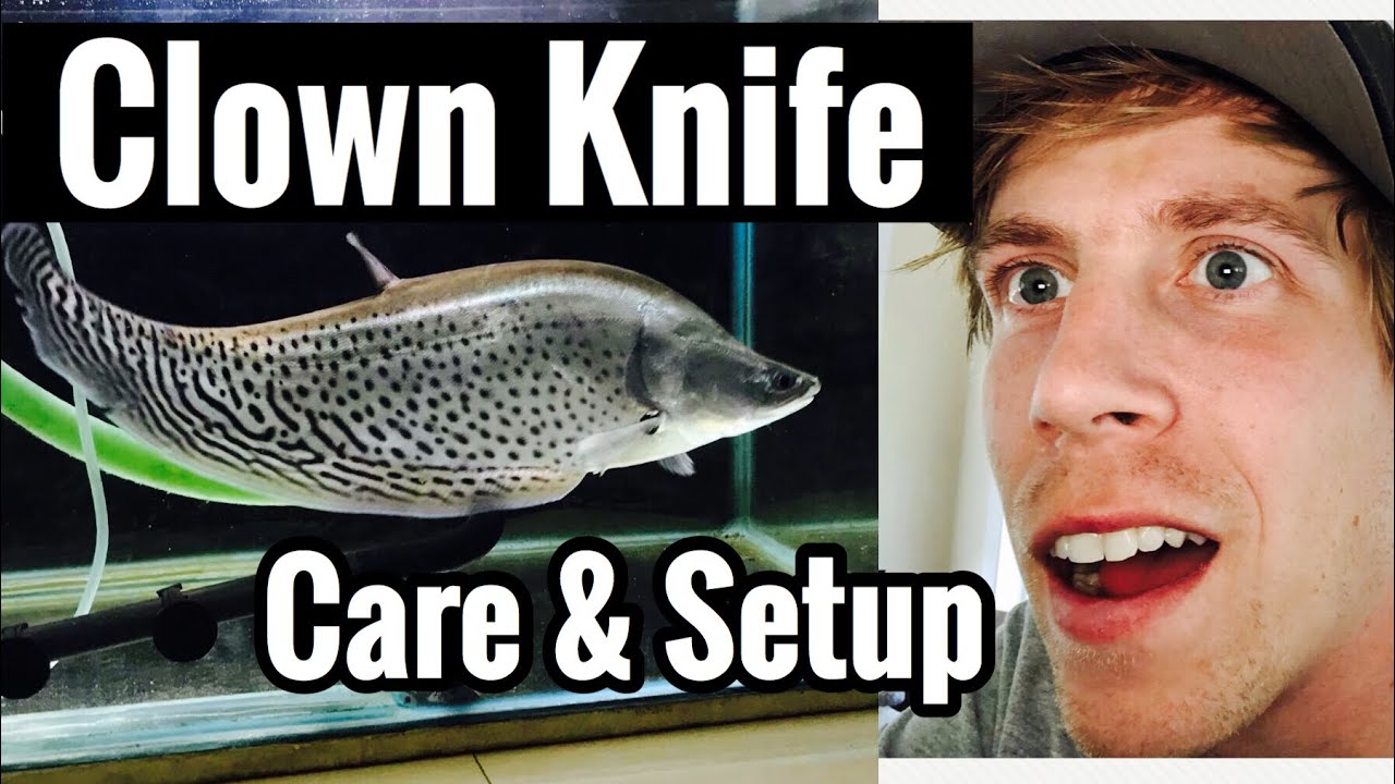 Clown Knife Fish Care Maintenance And Breeding