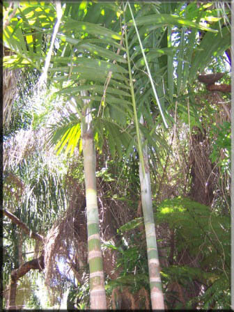 Coast Road Palms For The Tropical Look Ptychosperma Macarthurii