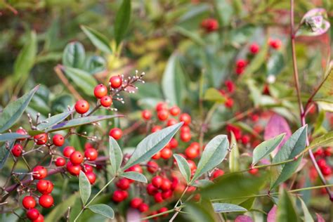 Coral Ardisia Care: Thriving Guide