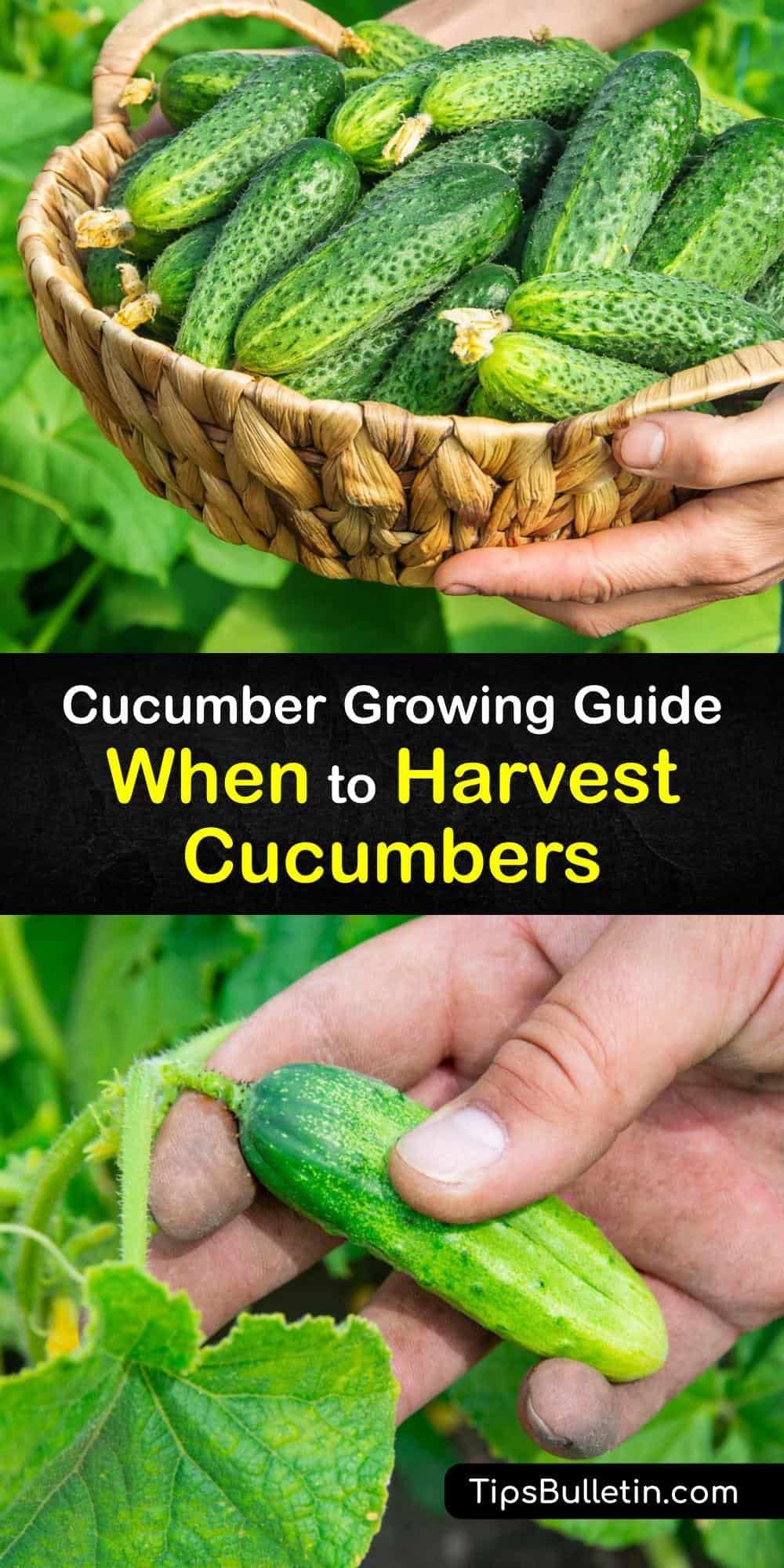 Cucumber Growing Guide: Fastest Maturation Tips