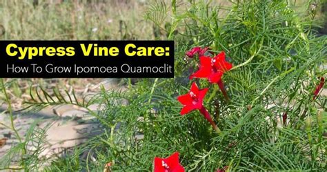 Cypress Vine Growing: Easy Success Tips