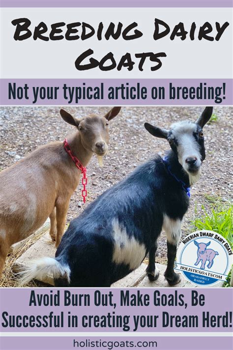 Dairy Goats 101: Essential Care Tips