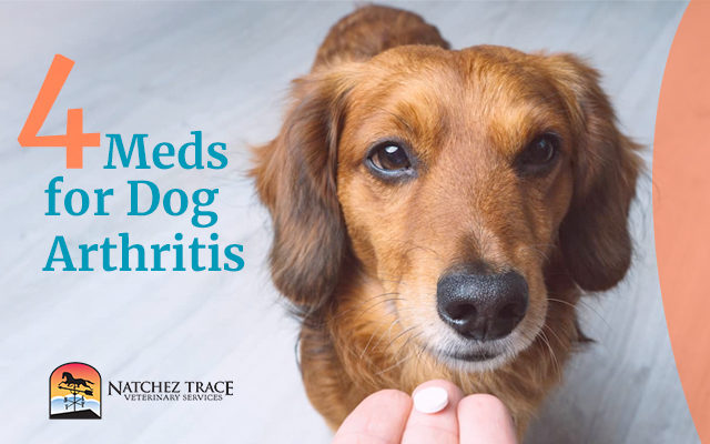 Dog Arthritis: Natural Medicine For Pain