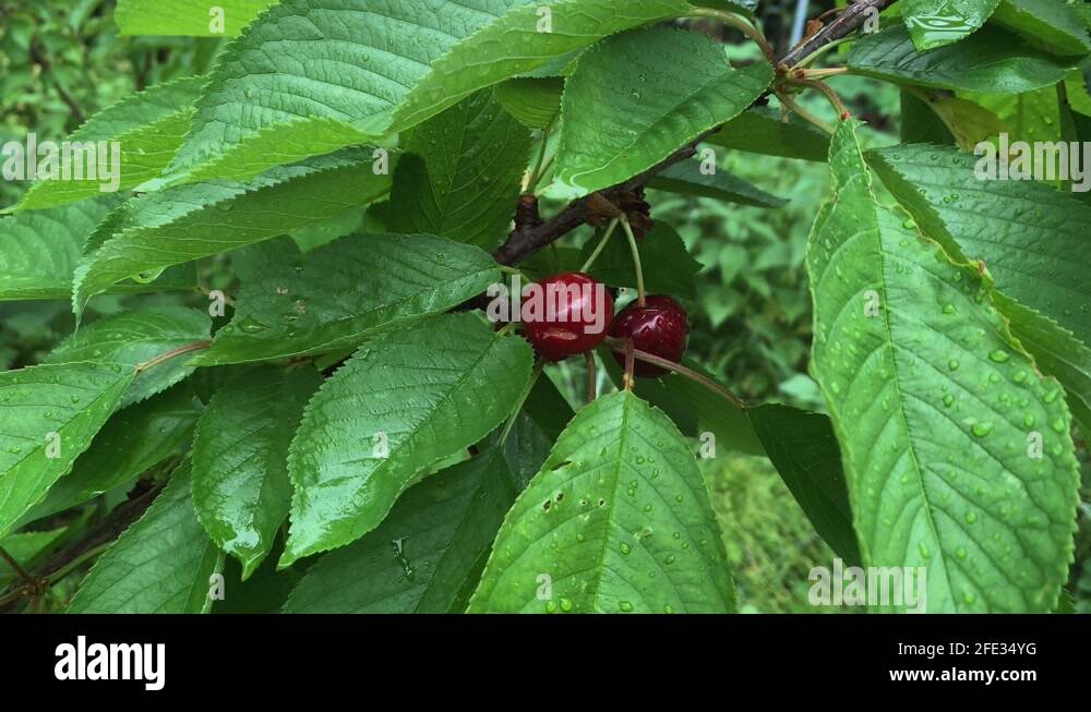 Dwarf Sour Cherry Tree High Resolution Stock Photography And Images Alamy