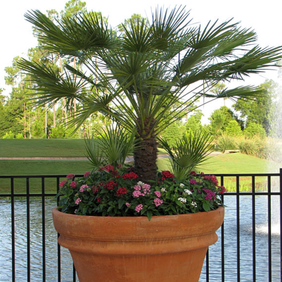 European Fan Palm Tree