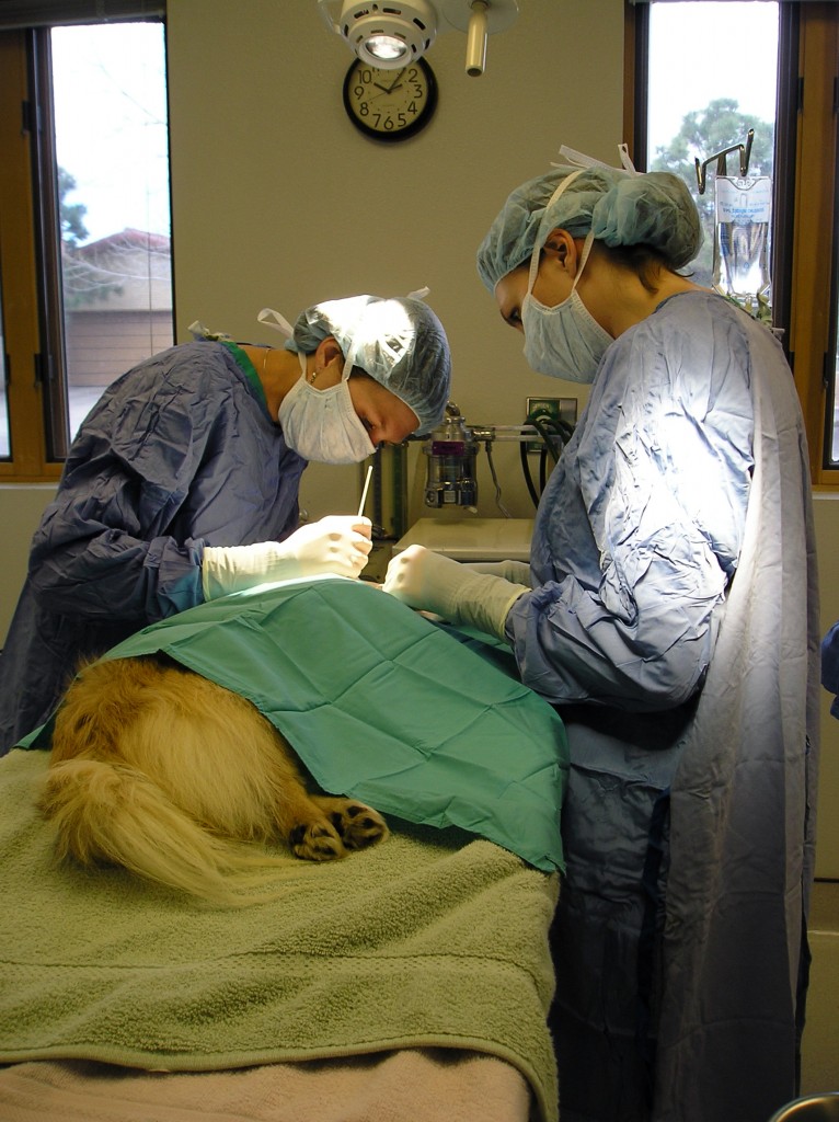 Extracapsular Surgical Repair Of The Ccl Injury In The Dog And Cat