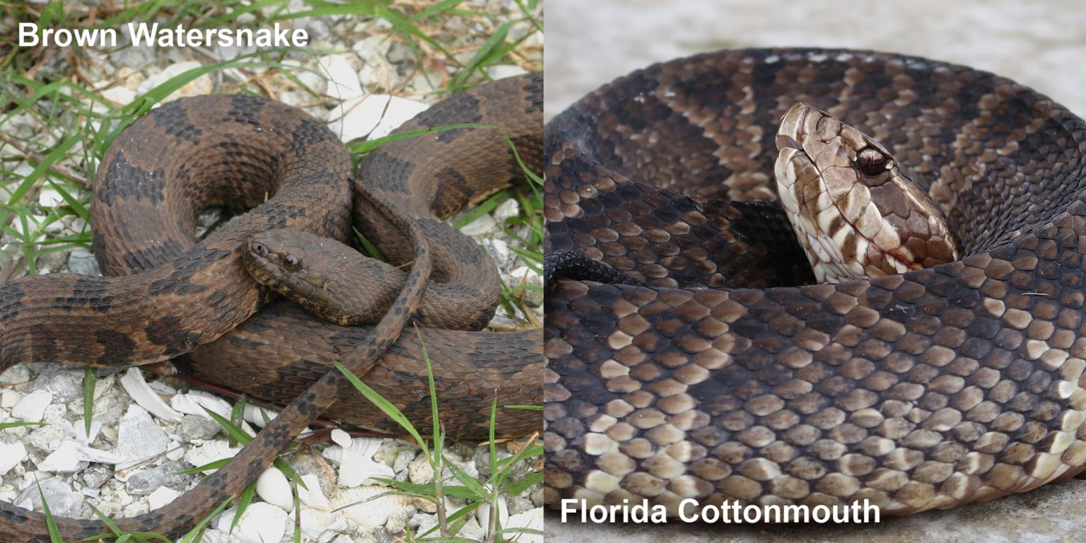 Florida Cottonmouth Florida Snake Id Guide