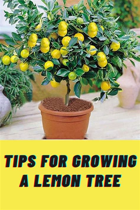 Florida Lemon Trees: Planting Success Tips