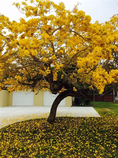 Florida Yellow Flowers: Tree Identification Made Easy