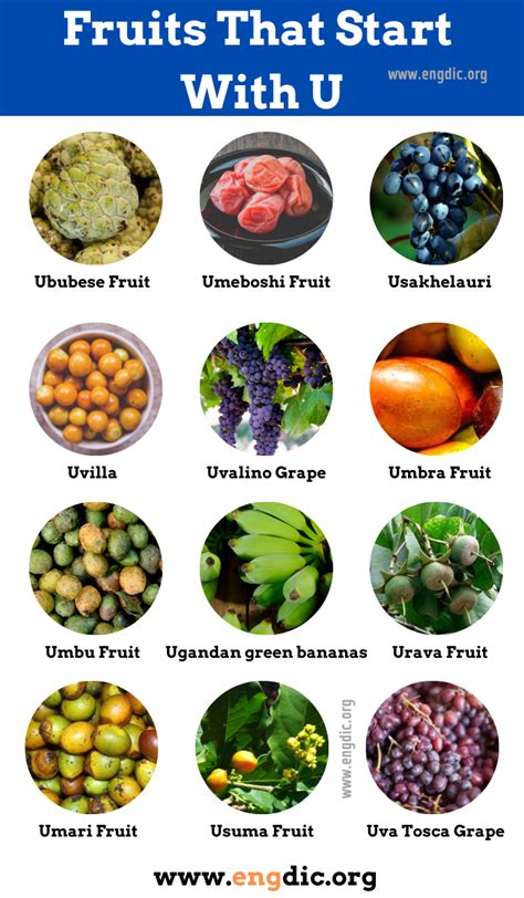 Fruits That Start With The Letter U