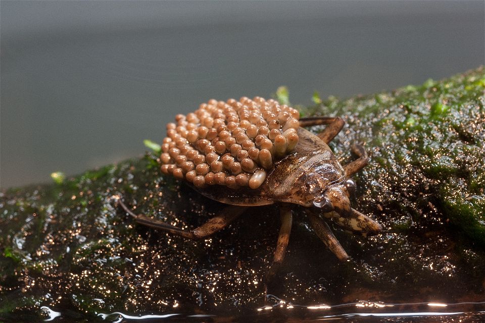 Giant Water Bug Florida