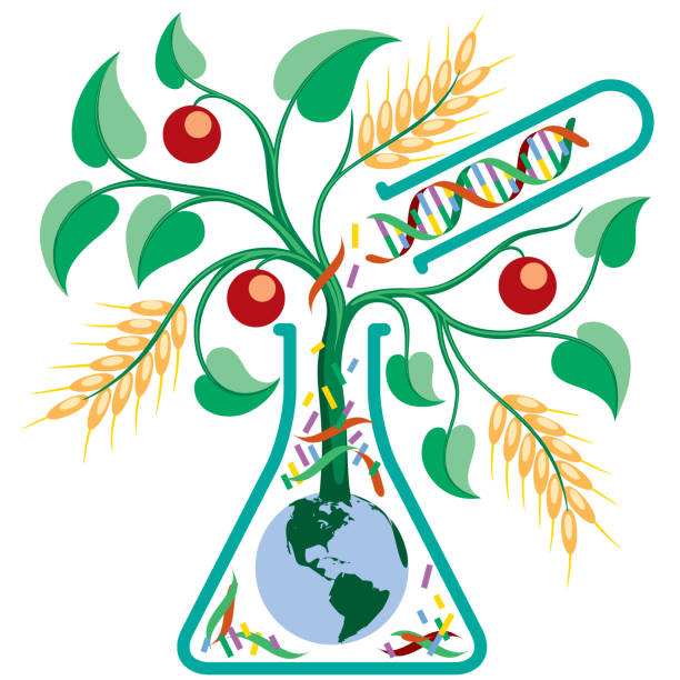 Gmo Plants Easy Drawing