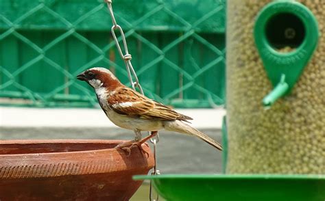 House Sparrows Need Houses An Avoidable Conflict Between Biodiversity