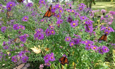 How To Attract Butterflies Butterfly Garden Design Ideas