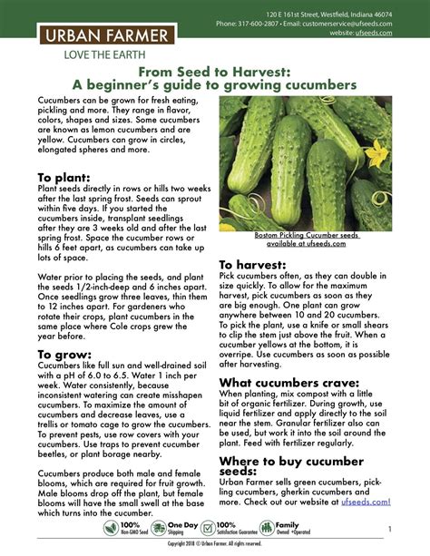 How To Grow Cucumber Guide In 2023 Homedecorish