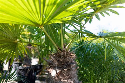 How To Grow Windmill Palm Tree Indoors?