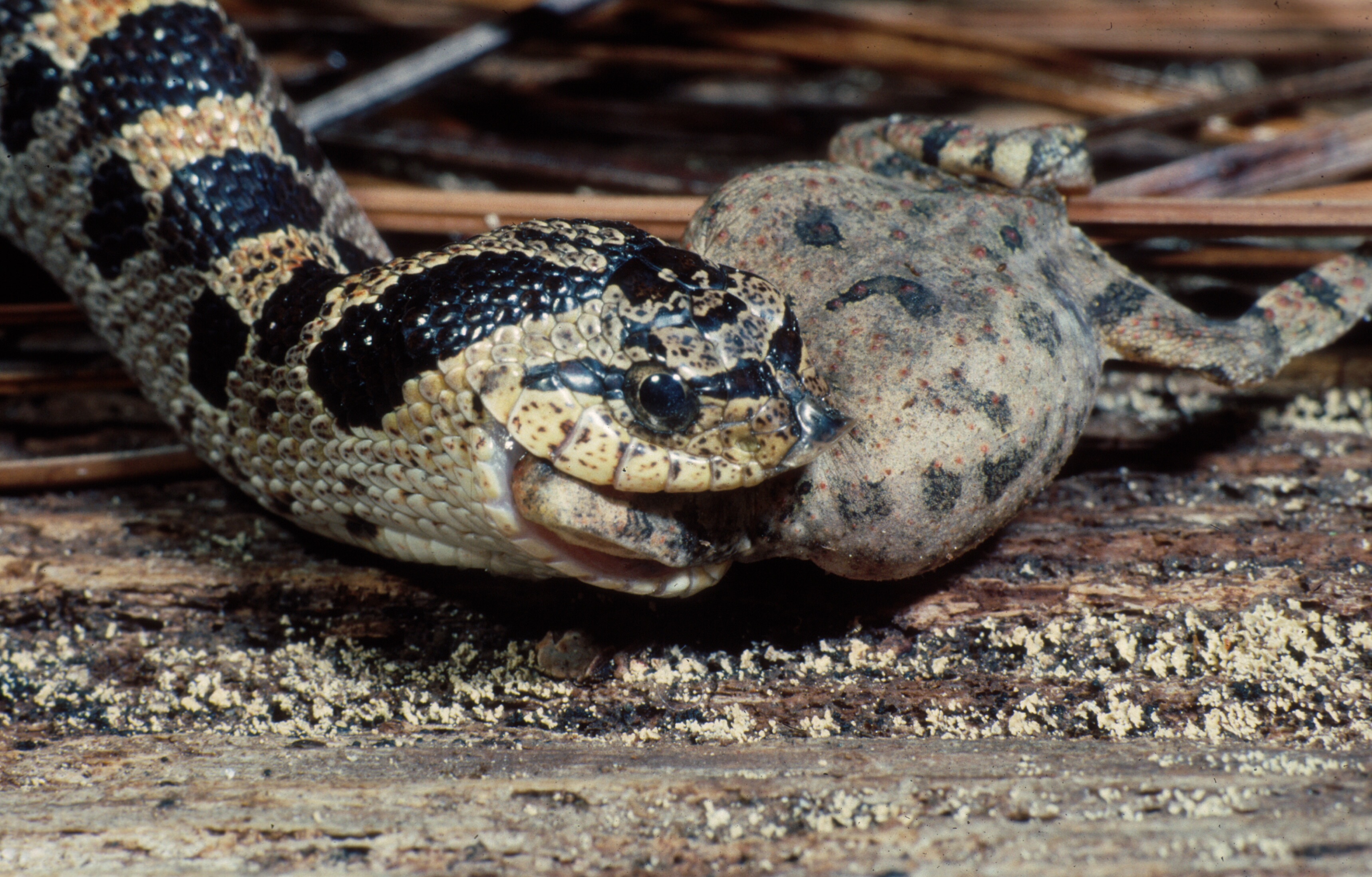 How To Identify Southern Hognose Snake?